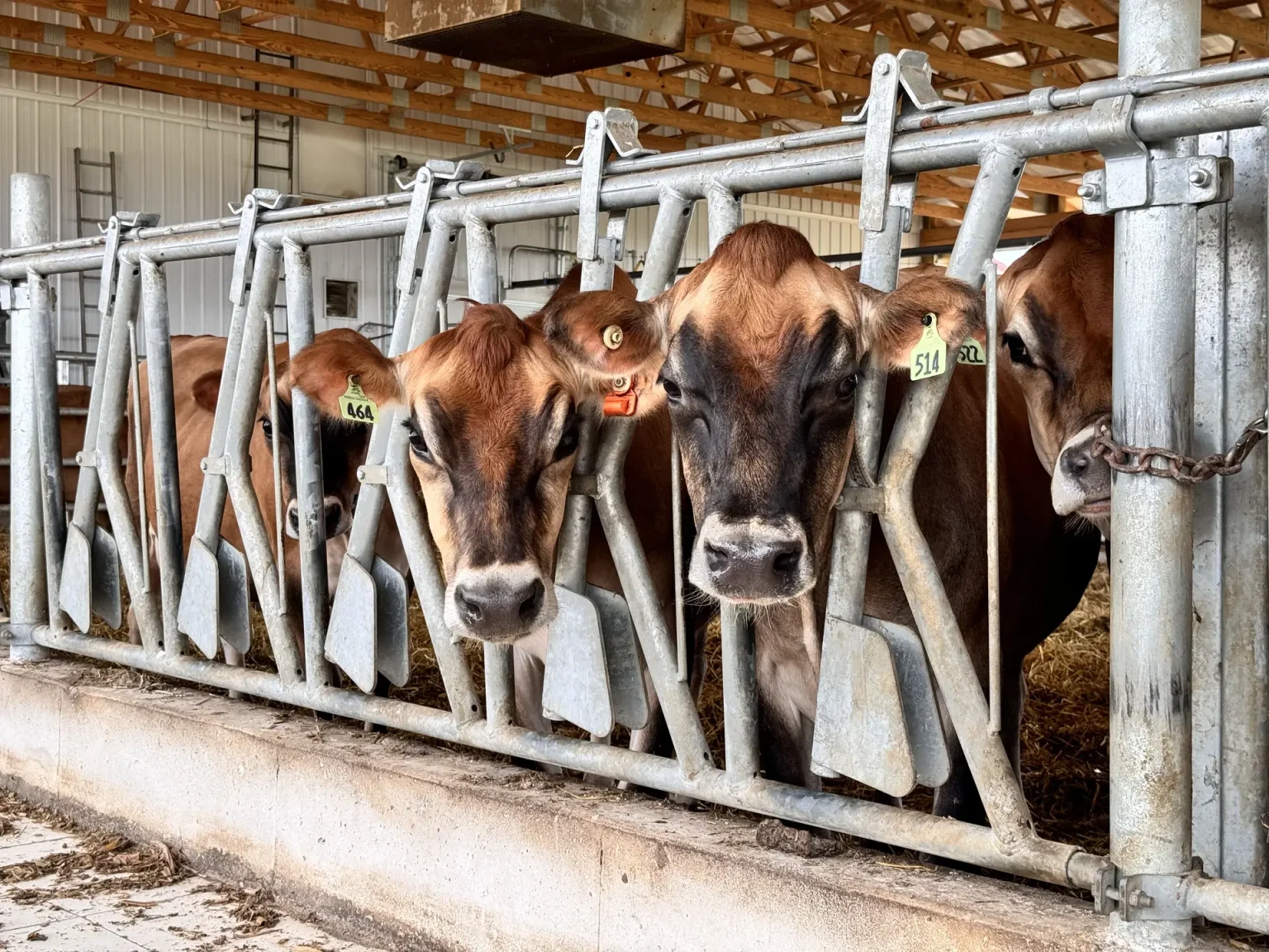 Jersey cows eating at Stein-Way headlocks