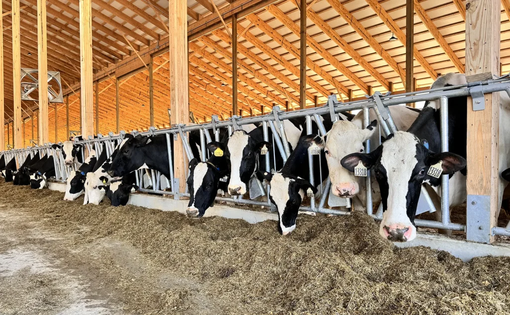 Dairy cows eating at Stein-Way galvanized headlocks