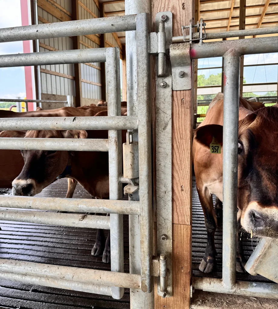 Jersey cow looking through a Stein-Way barn gate